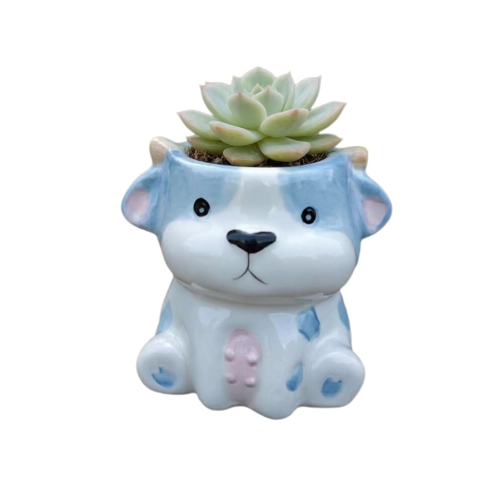 Cute Cartoon Animal Shaped Succulent Cactus Plant Pots-Plants Not Included (About 2.8 Inches) (Randomly 12 PCS)