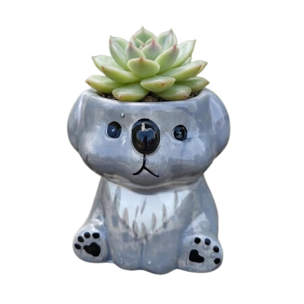 Cute Cartoon Animal Shaped Succulent Cactus Plant Pots-Plants Not Included (About 2.8 Inches) (Randomly 12 PCS)