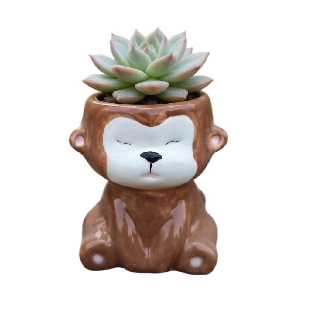 Cute Cartoon Animal Shaped Succulent Cactus Plant Pots-Plants Not Included (About 2.8 Inches) (Randomly 12 PCS)